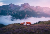 Braune Pferde mit kleinen Fohlen auf der Weide am Grashang in bergigem Gelände mit Felsformationen in der Natur mit Nebel — Stockfoto