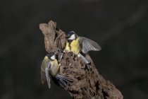 From above of adorable great tit birds with gray and yellow plumage sitting on rough tree trunk on sunny day — Fotografia de Stock
