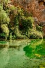 Озеро с прозрачными водами, окруженное зеленью в солнечный день — стоковое фото