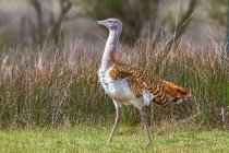 Vista laterale di graziosa femmina grande uccello bustard a piedi sul prato erboso nella giornata di sole — Foto stock