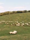 Стая пушистых овец, пасущих траву на лугу, расположенную в живописной горной местности Испании — стоковое фото