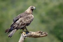 Side view of single predatory Aquila chrysaetos bird of prey sitting on dry driftwood among plants in nature — Stock Photo