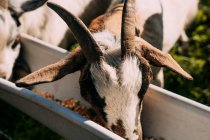 D'en haut de trois chèvres à fourrure pelucheuse blanche et brune mangeant ensemble à partir de mangeoire de bétail métallique remplie de fourrage par les agriculteurs main le jour ensoleillé — Photo de stock