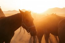 Manada de caballos de pie en el campo polvoriento sobre el fondo de las montañas en la espalda brillante iluminada por la luz del atardecer - foto de stock