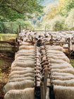 De arriba ovejas alimentándose en la granja durante el día mientras esperan para obtener marcas en la lana - foto de stock