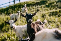 Petit troupeau de chèvres pelucheuses brun blanc mignon debout sur la pente herbeuse verte et regardant fixement la caméra avec une clôture en bois sur fond flou le jour d'été — Photo de stock
