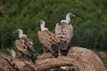 Brown feathered griffon vultures sitting on tree trunk on sunny day in Pyrenees — Stock Photo