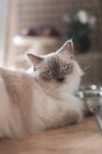 Colheita de gatinho bonito com casaco branco e cinza olhando para a câmera durante o dia no fundo borrado — Fotografia de Stock