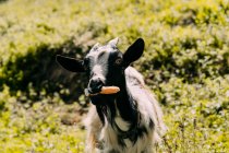 Entzückende schwarz-weiße Ziege mit Karotte im Maul, die auf einer grünen Graswiese liegt und an einem sonnigen Sommertag in gleißendes Sonnenlicht in die Kamera blickt — Stockfoto