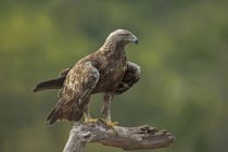 Aquila chrysaetos prédateur unique oiseau de proie assis sur du bois flotté sec parmi les plantes de la nature — Photo de stock