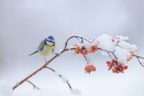 Cute Cyanistes caeruleus with blue and yellow plumage sitting on fragile twig of red berry tree fell on snowy ground on sunny winter day — стоковое фото