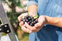 Culture homme anonyme poignée d'olives noires et vertes fraîches récoltées debout dans la campagne pendant la saison de récolte le jour de l'été — Photo de stock