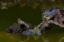 Peito amarelo adorável Parus grandes pássaros passeriformes sentados sobre o tronco de árvore quebrado na água da lagoa — Fotografia de Stock