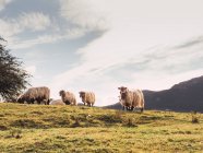Flock of fluffy sheep grazing grass on meadow located in picturesque mountainous countryside in Spain — Stock Photo