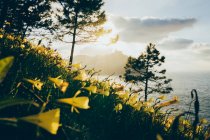 Pintoresco paisaje de verdes colinas cubiertas de aromáticas flores amarillas y hierba verde bañada por el agua del Golfo de Vizcaya en Donostia en España en un día soleado - foto de stock