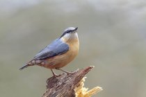 Side view closeup of adorable Eurasian nuthatch songbird sitting on broken tree trunk on sunny day in green forest — Stock Photo