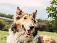 Adorable attentive fluffy Rough Collie dog standing on grassy meadow and looking away in hilly valley under cloudy sky — Stock Photo