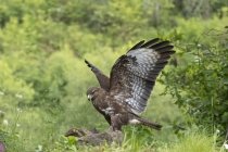 Vista lateral del ave depredadora águila real de la familia Accipitridae extendiendo alas en la vida silvestre entre exuberantes árboles - foto de stock