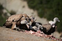Buitres leonados depredadores con plumas marrones que comen carne fresca cruda en un día soleado en hábitat natural en los Pirineos - foto de stock