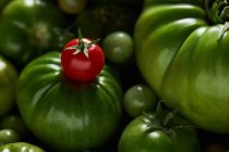 Un pomodoro a bacca matura su un mazzo di pomodori verdi — Foto stock