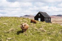 Flauschige Schafe weiden tagsüber auf grünem Gras auf dem Feld vor schwarzer Holzkirche mit weißem Kreuz in der Landschaft Islands — Stockfoto