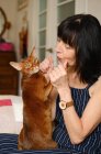 Female owner sitting on couch and playing with domestic short haired Abyssinian cat at home — Stock Photo