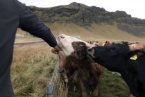 Сверху неузнаваемый мужчина-путешественник ласкает любопытных коров, пасущихся на травянистом лугу во время путешествия по Исландии в пасмурный день — стоковое фото