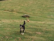 Чарівні грайливі собаки з гілкою дерев, що бігають на трав'янистому полі з дерев'яним столом і лавками в сільській місцевості в літній день — стокове фото