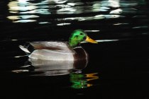 Vista laterale di graziosa anatra selvatica maschio con testa verde e becco giallo galleggiante sull'acqua del lago nella giornata di sole — Foto stock