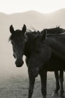 Coppia di cavalli bianchi e neri in piedi sul campo in campagna contro le montagne in campo asciutto in Turchia — Foto stock