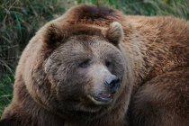 Wilder Braunbär legt sich im Gras auf den Wald — Stockfoto