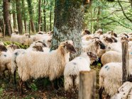 Herde flauschiger Schafe mit gefärbten Flecken auf Wolle, die an sonnigen Tagen neben grünen Bäumen in der Landschaft stehen — Stockfoto