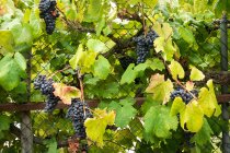 Valla de rejilla metálica cubierta con ramas de uva exuberante creciendo en viñedo en plantación agrícola - foto de stock