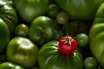 Un pomodoro a bacca matura su un mazzo di pomodori verdi — Foto stock