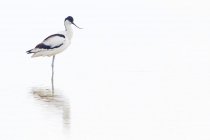 Вид сбоку на изящную черно-белую авокальную птицу, стоящую в мелководье озера при дневном свете — стоковое фото