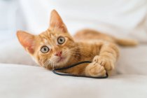 Bonito gatinho focinho com casaco marrom olhando para a câmera deitada no sofá brincando com gravata de cabelo durante o dia no fundo borrado — Fotografia de Stock