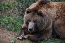 Дикий бурый медведь лежит в траве на дереве — стоковое фото
