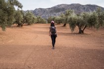 Back view of full body of Asian female traveler walking while standing on plantation with lush green olive trees — Stock Photo