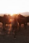 Rebanho de cavalos em pé no campo empoeirado contra o fundo de montanhas em brilhantes costas iluminadas de luz do pôr do sol — Fotografia de Stock