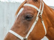 Голова каштанового коня в упряжке с хоботом, стоящим в загоне в сельской местности при солнечном свете — стоковое фото