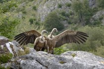 Grandes rapaces sauvages Gyps fulvus de la famille des faucons dans les paysages rocheux des hautes terres — Photo de stock