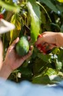 Анонимный урожай с обрезанием ножниц отрезает спелый авокадо от ветки деревьев во время сезона уборки в саду в летний день — стоковое фото