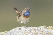 Vista laterale di carino uccello passeriforme con la gola azzurra in piedi sulla pietra in natura nella giornata di sole — Foto stock