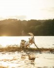 Chiens actifs mignons jouant ensemble sur la côte humide herbeuse près de la rivière calme contre la forêt avec des arbres le jour de l'été dans la nature — Photo de stock