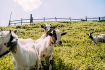 Kleine Herde niedlicher weiß-brauner flauschiger Ziegen steht auf grünem Grashang und starrt an Sommertagen mit Holzzaun auf verschwommenem Hintergrund in die Kamera — Stockfoto