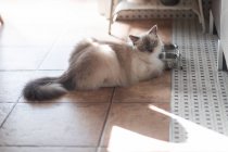 Ritaglio di gattino carino con cappotto bianco e grigio guardando la fotocamera durante il giorno a terra — Foto stock