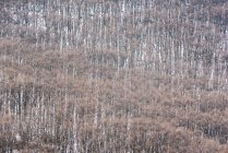 Niebla gruesa flotando sobre un denso bosque con árboles de coníferas en la ladera nevada en el parque nacional de España en el frío y sombrío día de invierno. - foto de stock