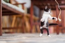 Жирный котенок, играющий на террасе — стоковое фото