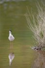 Lonely black winged stilt bird standing in shallow water of lake on sunny day in park — Stock Photo