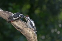 Adoráveis Dendrocopos principais aves manchadas limpando uns aos outros enquanto sentado no galho da árvore na floresta verde — Fotografia de Stock